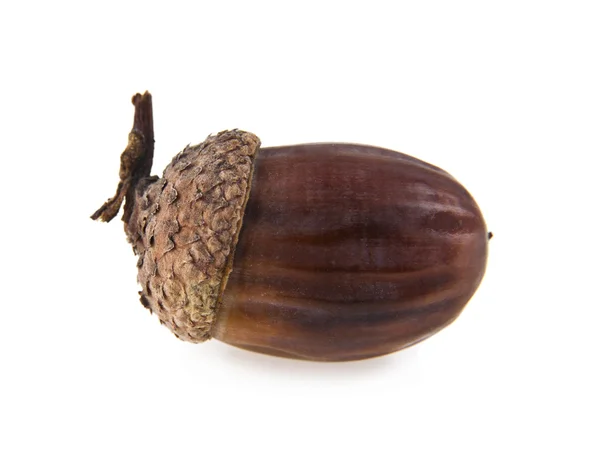 Brown acorn on a white — Stock Photo, Image