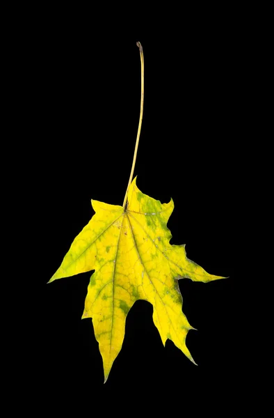 Herfstblad op zwart — Stockfoto