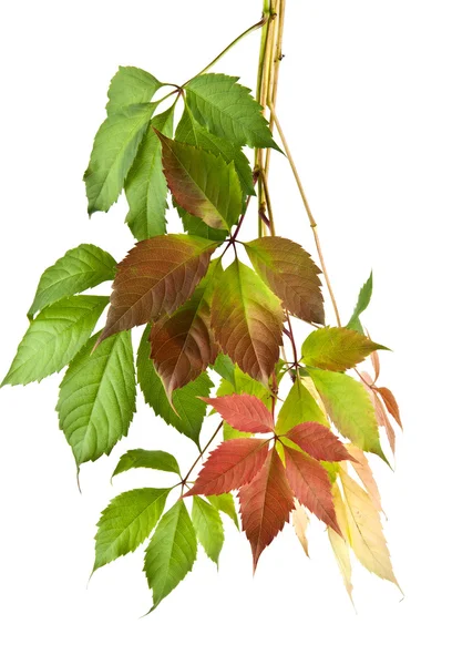 秋のつるを葉します。 — ストック写真