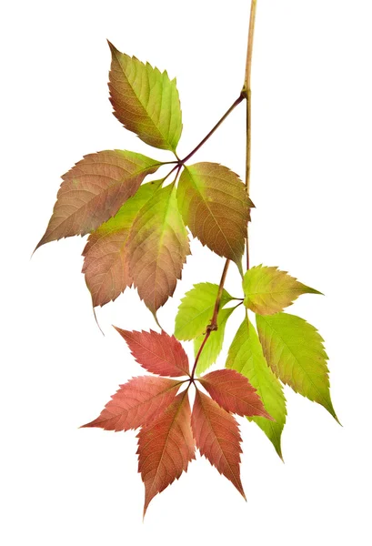 Autumn leaves of vine — Stock Photo, Image