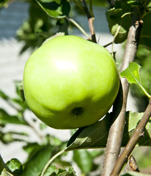 Čerstvé a šťavnaté jablko — Stock fotografie