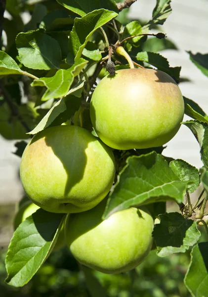 Fresh and juicy apples — Stock Photo, Image