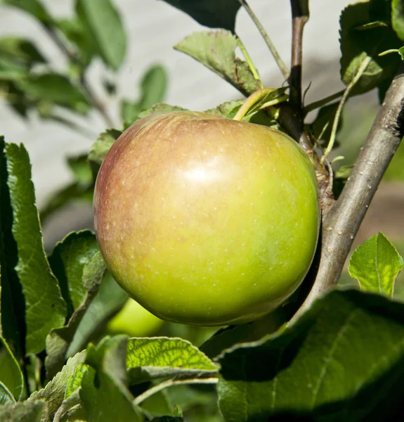 Taze ve sulu elma — Stok fotoğraf