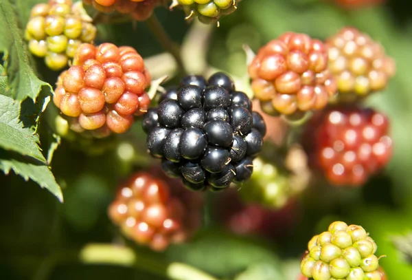 Blackberries on branch close up — стоковое фото