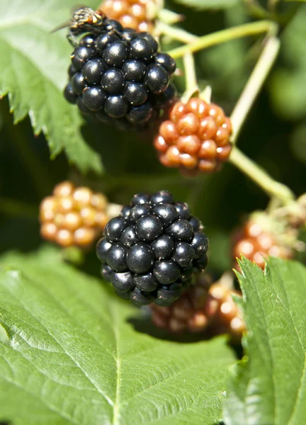 Moras en rama de cerca —  Fotos de Stock