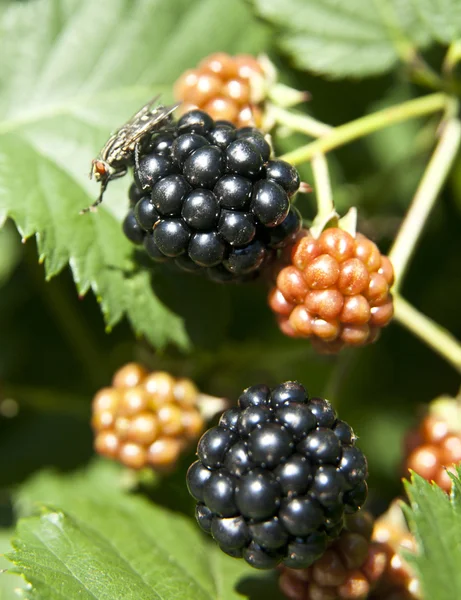 Blackberries di branch close up — Stok Foto