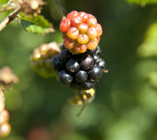 Blackberries di branch close up — Stok Foto