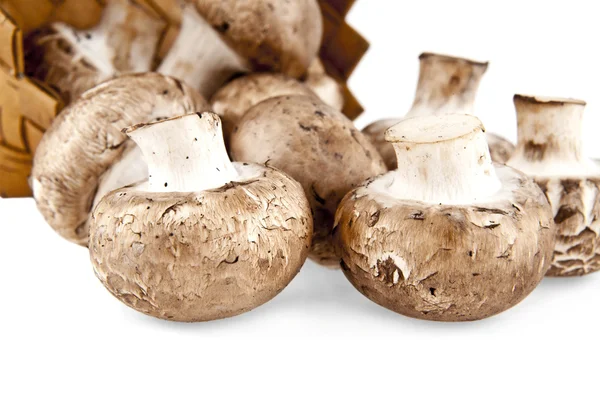 Fresh mushrooms on white — Stock Photo, Image