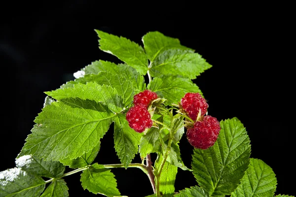 在一个黑色的多汁树莓 — 图库照片