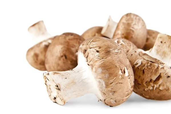 Funghi freschi su bianco — Foto Stock