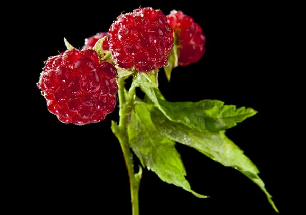 Saftige Himbeeren auf einem schwarzen — Stockfoto