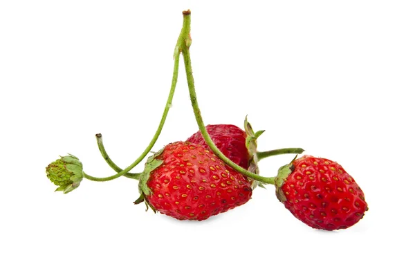 Fresh strawberries on white — Stock Photo, Image