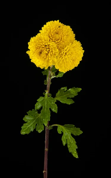 Flores amarillas sobre negro —  Fotos de Stock