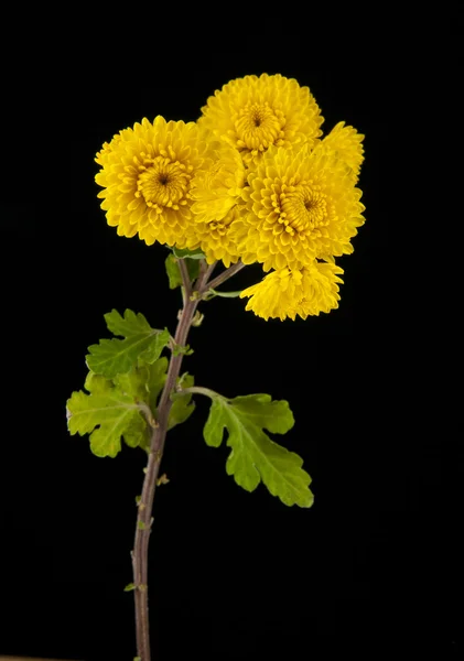 Yellow flowers on black — Stock Photo, Image