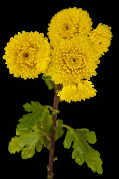 Yellow flowers on black — Stock Photo, Image
