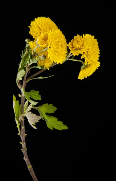 Gele bloemen op black — Stockfoto