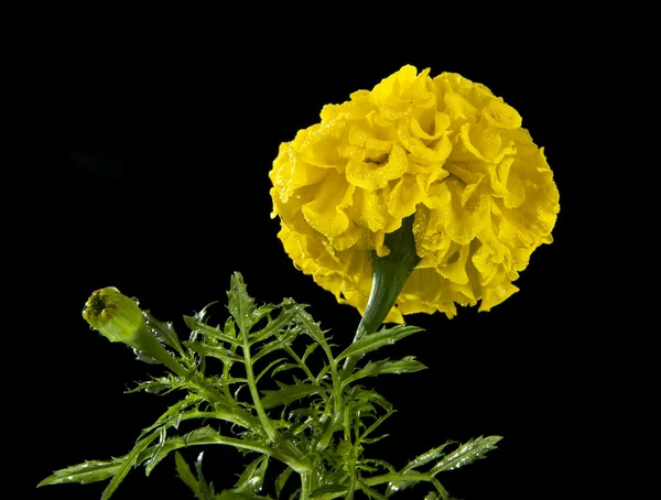 Fleur jaune sur noir — Photo