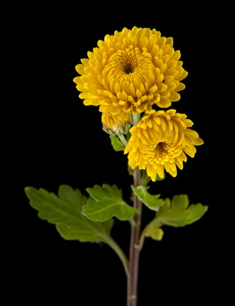 Gele bloemen op black — Stockfoto