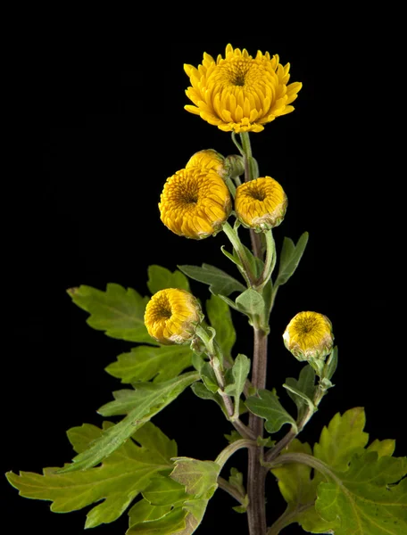 Fiori gialli su nero — Foto Stock