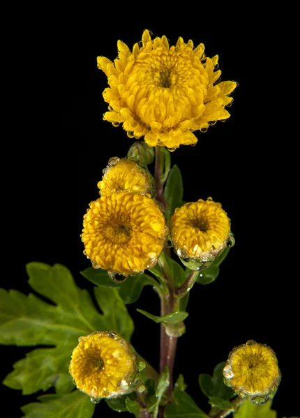 Fiori gialli su nero — Foto Stock