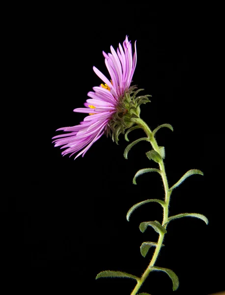 Flor rosa sobre un negro —  Fotos de Stock