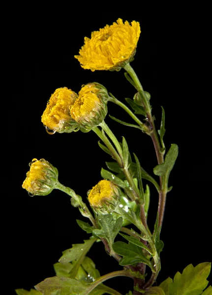 Κίτρινα άνθη σε μαύρο — Φωτογραφία Αρχείου