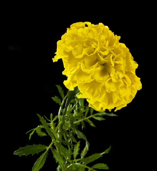 Fleur jaune sur noir — Photo