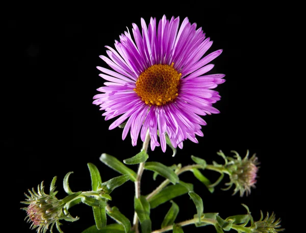 Rosa Blume auf einem schwarzen — Stockfoto