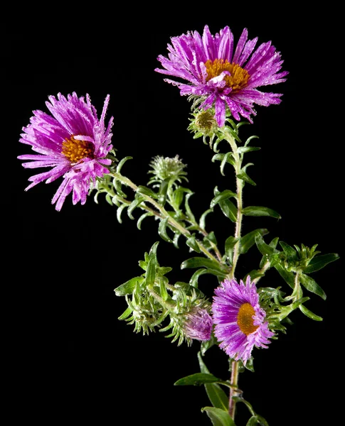 Fleurs roses sur un noir — Photo