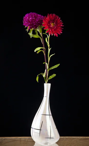 Chrysanthemum flower on black — Stock Photo, Image