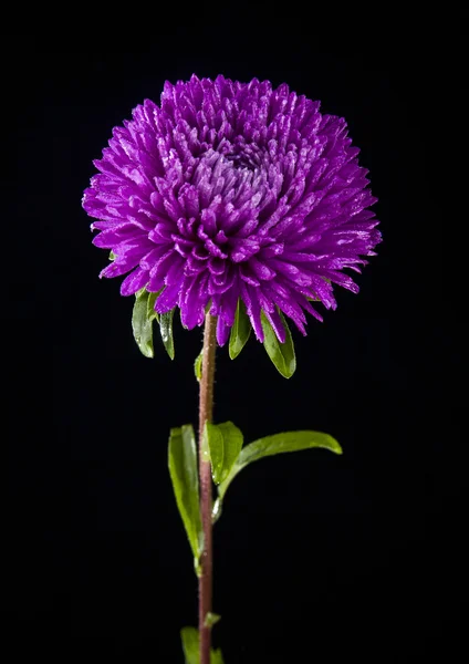 Flor rosa sobre negro — Foto de Stock