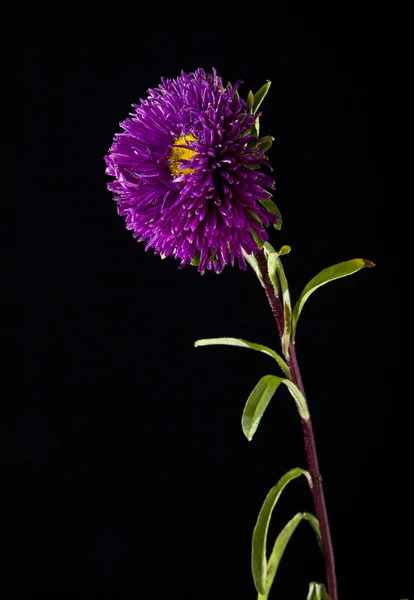 검은 색 분홍색 꽃 — 스톡 사진