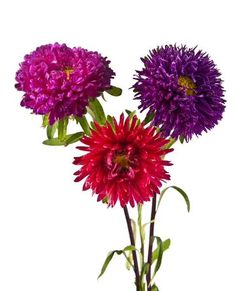 Chrysanthemum blommor på vit — Stockfoto