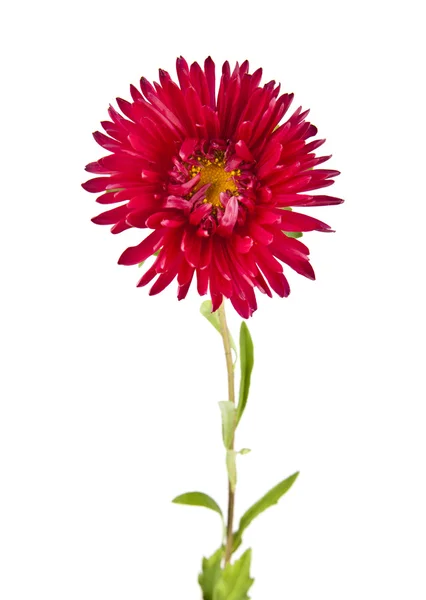 Chrysant bloemen op wit — Stockfoto