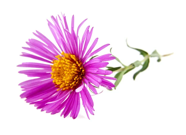 Fleurs de chrysanthème sur blanc — Photo