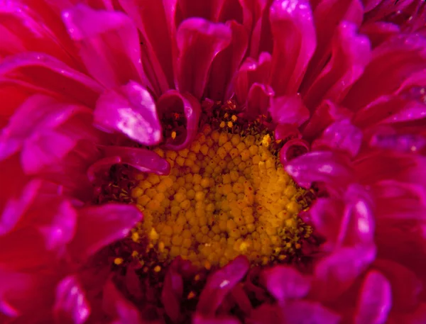 花の露の滴で — ストック写真