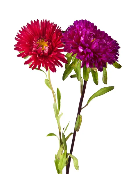 Chrysanthemum blommor på vit — Stockfoto