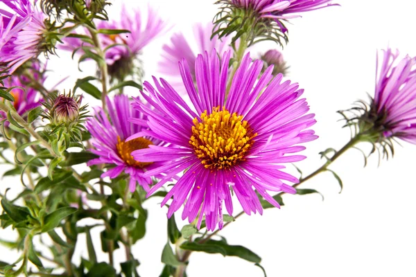 Fiori di crisantemo su bianco — Foto Stock