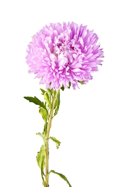 Chrysanthemum blommor på vit — Stockfoto