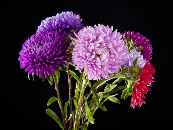 Chrysanthemum blommor på svart — Stockfoto