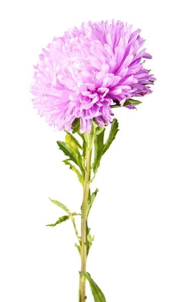 Chrysanthemum blommor på vit — Stockfoto