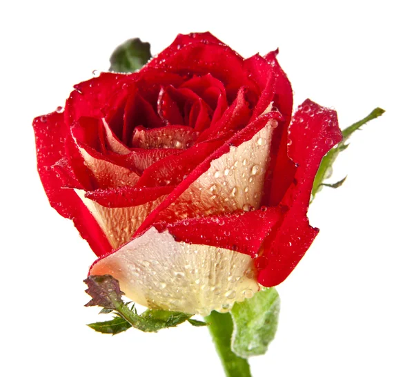 Rosa rossa su bianco — Foto Stock