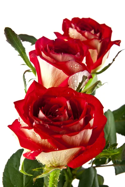 Red roses on white — Stock Photo, Image