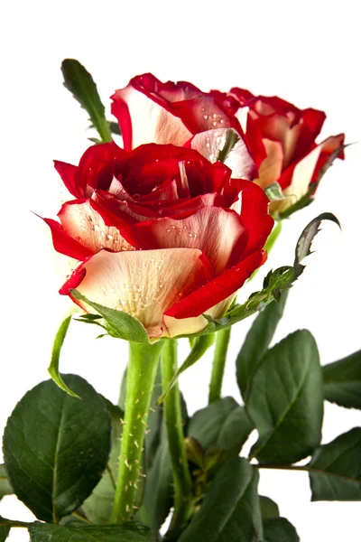 Rode rozen op wit — Stockfoto