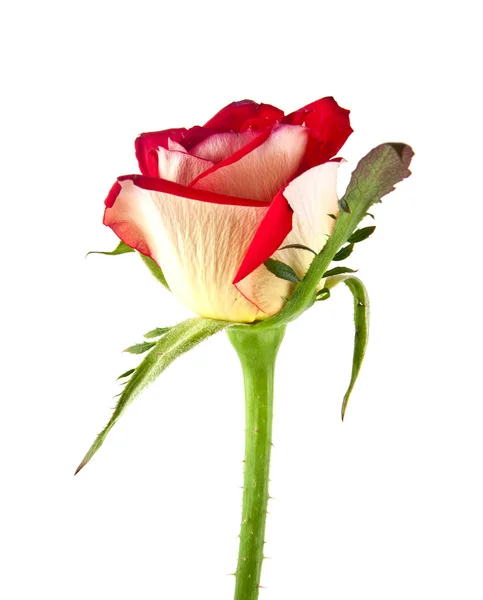 Rosa roja sobre blanco — Foto de Stock