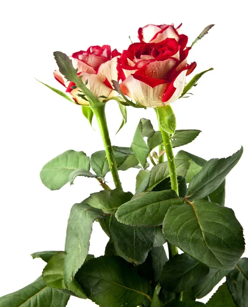 Rose rosse su bianco — Foto Stock