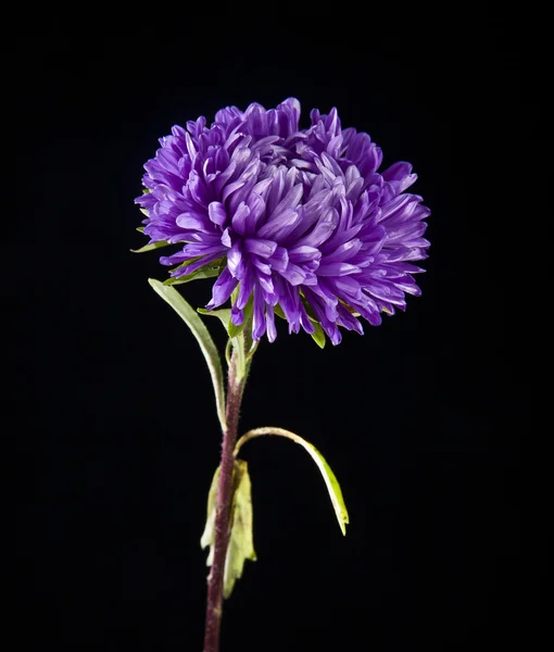 Flor de crisantemo en negro — Foto de Stock