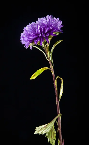 Flor crisântemo em preto — Fotografia de Stock