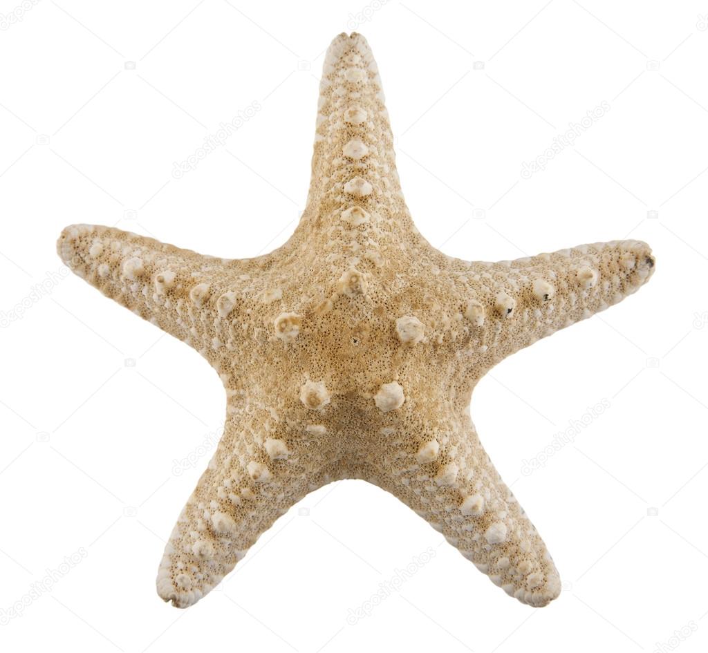 starfish close up on white