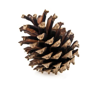 beyaz üzerine tek koni